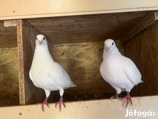 Fehér díszgalambok
