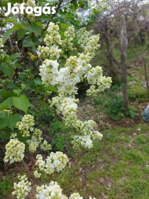 Fehér dupla orgona Syringa vulgaris
