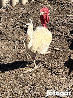 Fehér erdélyi kopasznyakú!