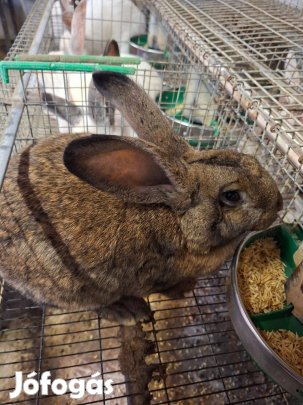 Fehér és vadas színű nyúl, nyulak, házinyulak eladók