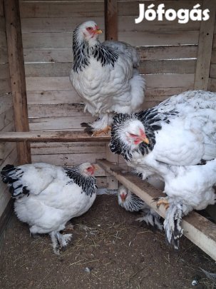 Fehér-fekete columbian brahma tojás