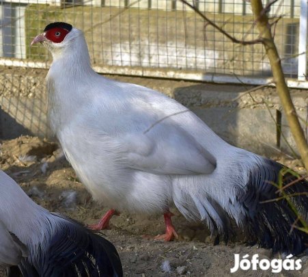 Fehér füles fácán kapható