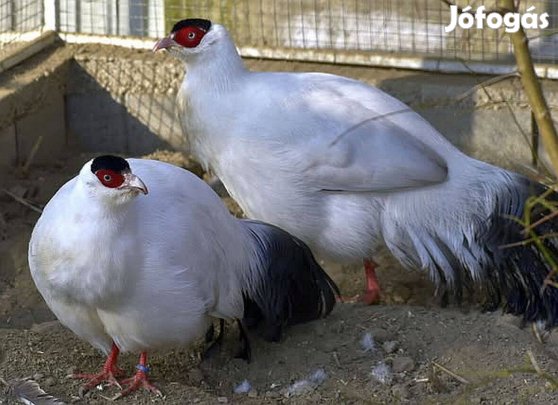 Fehér füles fácán pár kapható