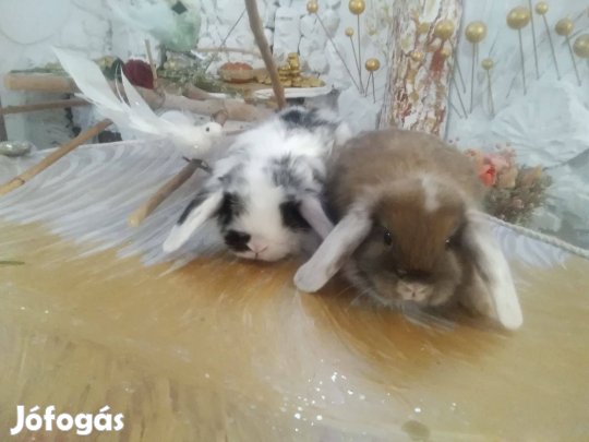 Fehér fülű, wo törpe kosorrú, nyúl nyuszi