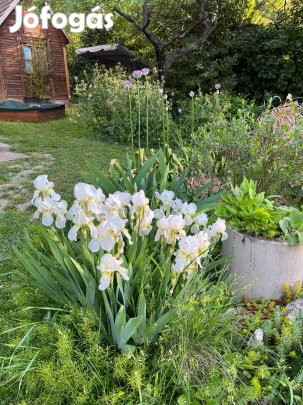 Fehér írisz - nőszirom hajtások eladóak !