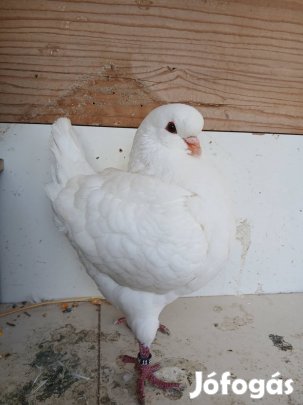 Fehér king galamb