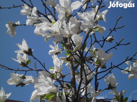 Fehér magnólia eladó! 3000Ft/db
