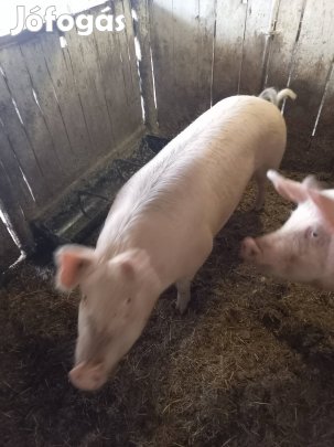 Fehér nöstény hízó eladó!