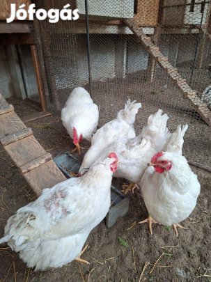 Fehér plymouth tenyésztojás eladó