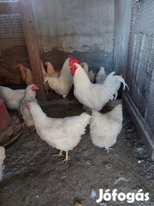 Fehér plymouth tojás