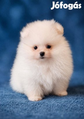 Fehér pomerániai törpespitz eladó ritkaszép pomi