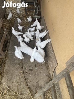 Fehér posta galamb postagalamb galambok