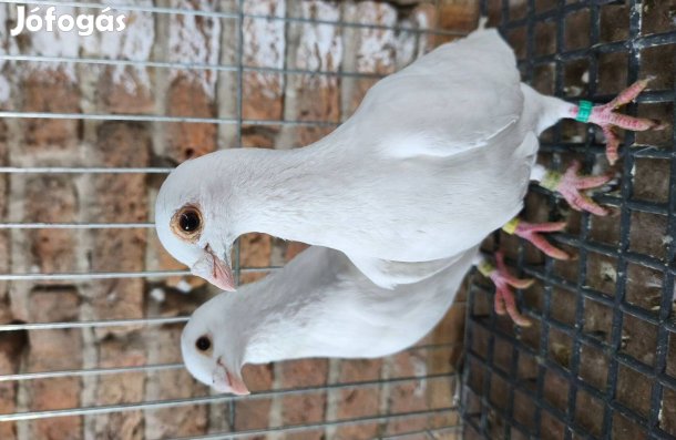 Fehér posta költő pár