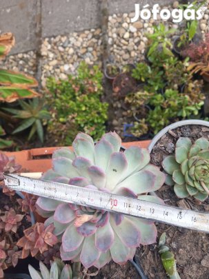 Fehér pozsga rózsa a széle halványlila különlegesség