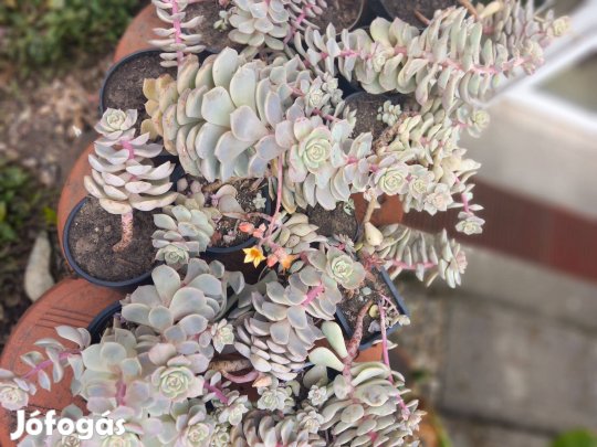 Fehér pozsga rózsa növények több méretbe