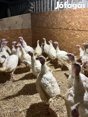 Fehér pulyka eladó