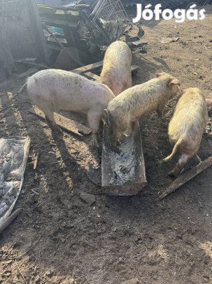 Fehér sertés eladó 