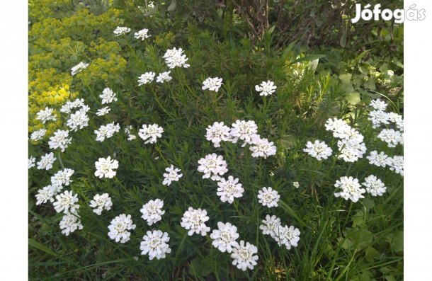 Fehér tatárvirág tövek eladók