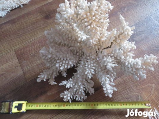 Fehér tengeri korall ,eladó
