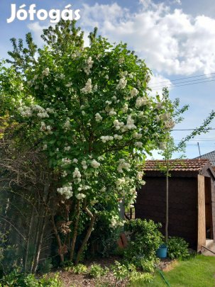 Fehér tömött virágú kerti orgona bokor