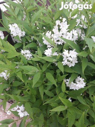 Fehér virágó gyöngyvirágcserje bokor, csemete, fehér