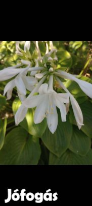 Fehér virágú évelő árnyékiliom gumó