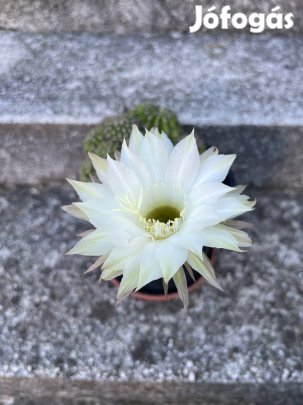 Fehér virágú kaktusz kb. 20db van a cserépben!