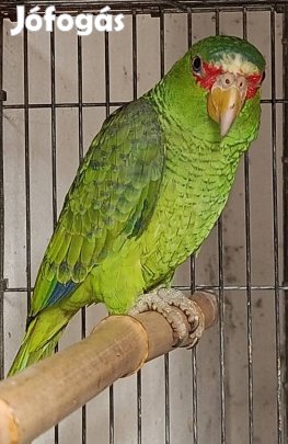 Fehérhomlokú amazon papagáj 