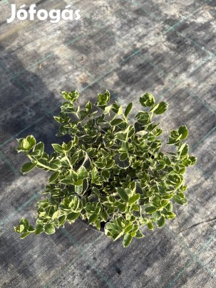 Fehértarka kúszó kecskerágó 15-30cm Termelőtől