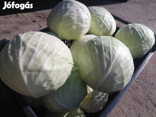 Fejes Káposzta eladó