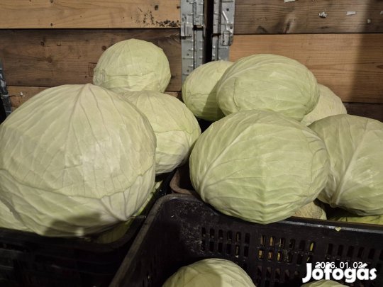 Fejes káposzta eladó Jászjákóhalmán