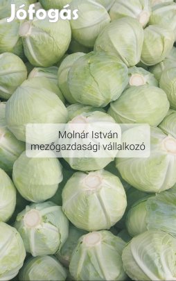 Fejes káposzta eladó!
