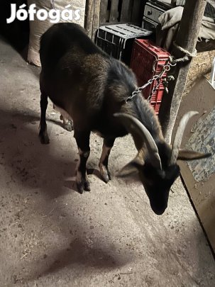 Fejős kecske, bakkecske !