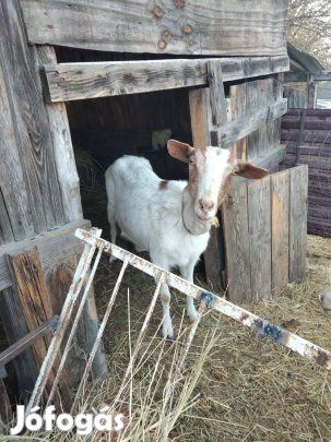 Fejős kecske eladó 