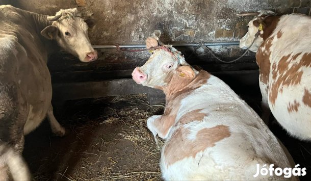 Fejős tehén 3db 
