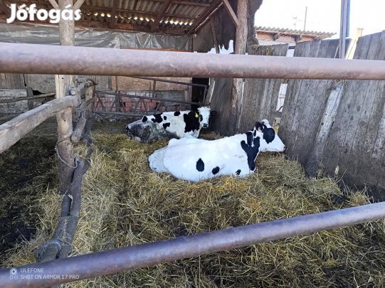 Fejős tehén eladó
