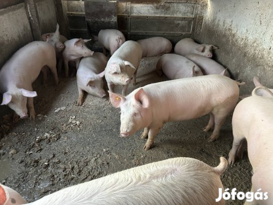 Fejős vagy közel ellős kecskéket keresek