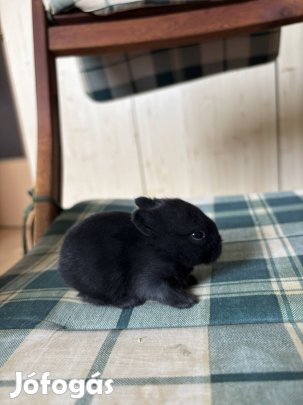Feket színes törpenyuszik tenyészetből