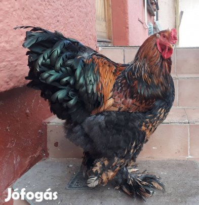 Fekete Arany brahma tojás eladó
