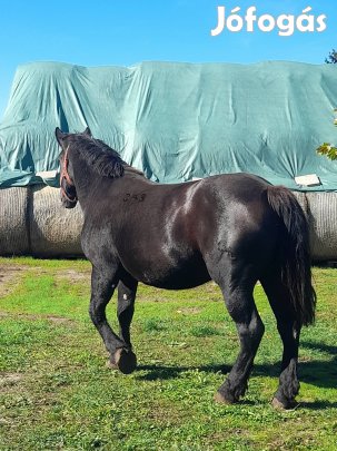 Fekete Hidegvérű vemhes kanca eladó!