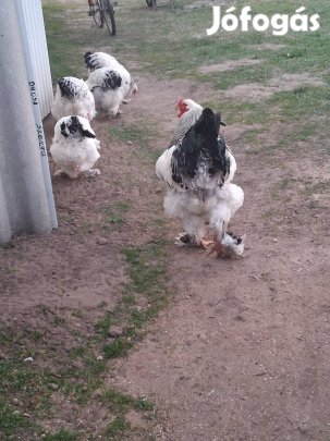 Fekete -fehér columbian óriás brahma tojás