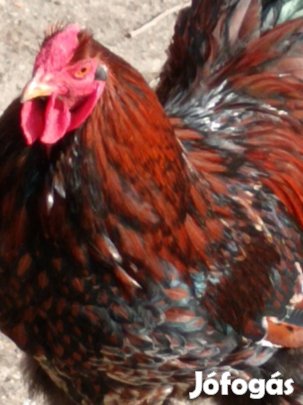 Fekete arany wyandotte