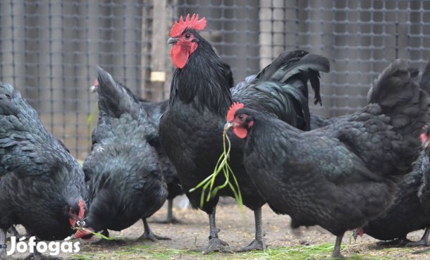 Fekete australorp tojás 