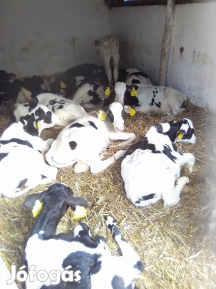 Fekete bikák 8héttől 20hetesig 20db iregszemcse 150ezerft-tol