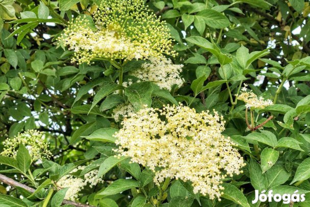 Fekete bodza Sambucus nigra