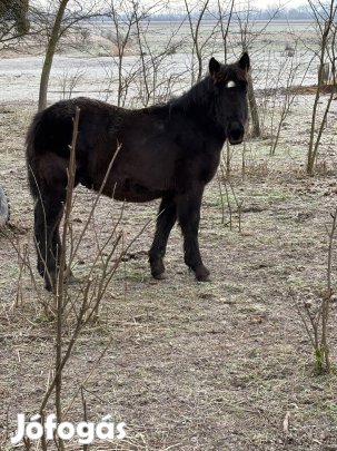 Fekete csődör csikó eladó