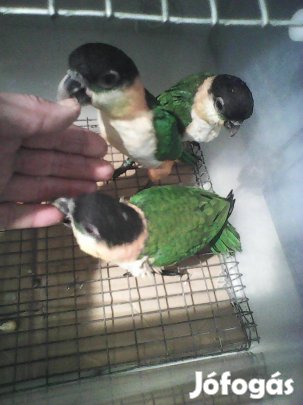 Fekete és rozsdás sapkás papagájok eladók!