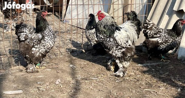 Fekete ezüst pikkelyes brahma tojás eladó