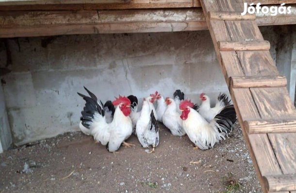 Fekete farkú fehér törpe chabo tenyésztojás eladó