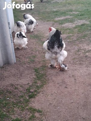 Fekete fehér columbian brahma tojás